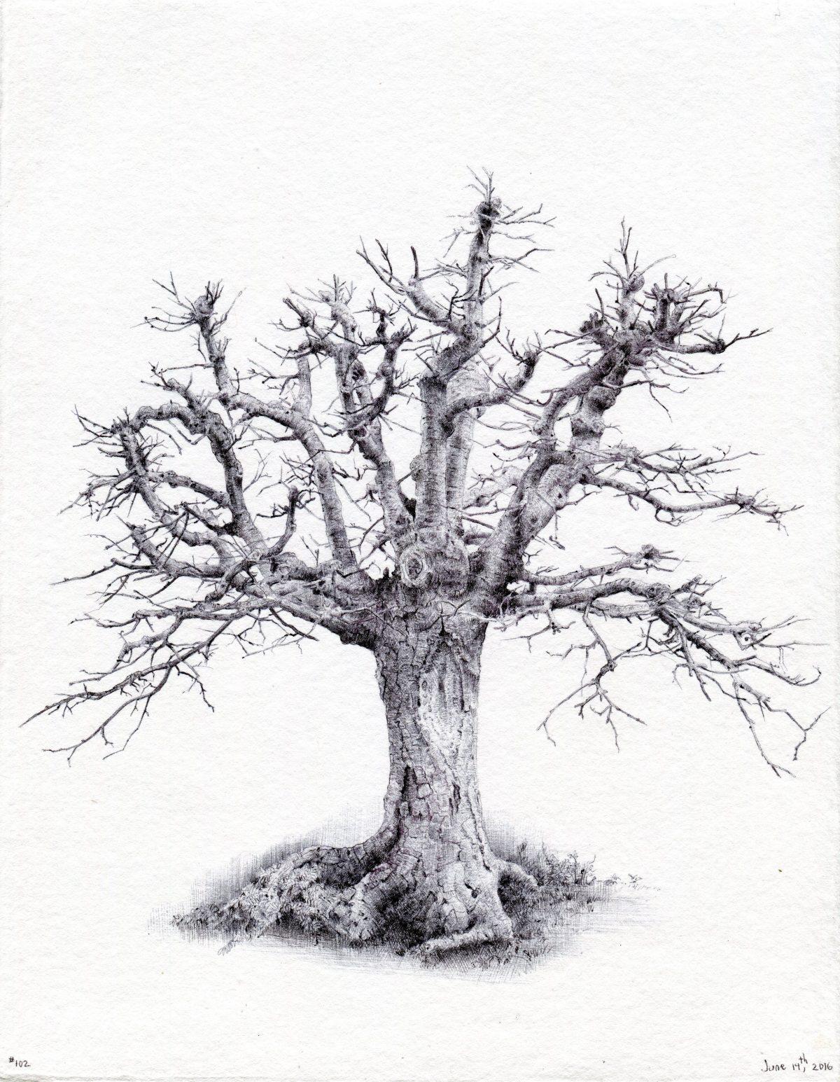 "Tree No. 102" by Dina Brodsky. Pen and ink on paper. (Courtesy of Dian Brodsky)
