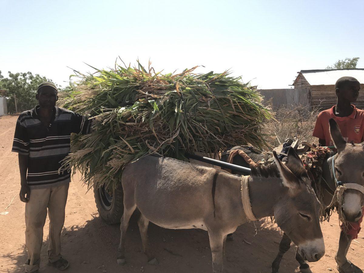 A man and his donkey cart haul maize to be sold at the market in the Melkadida refugee camp in Ethiopia. (Lisa Sim/Epoch Times)