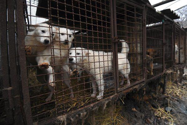 Dogs look out from a cage at a dog farm during a rescue event, involving the closure of the farm organized by Humane Society International (HSI) in Namyangju on the outskirts of Seoul on Nov. 28, 2017. (Jung Yeon-Je/AFP/Getty Images)