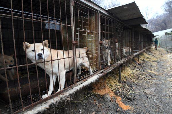 A dog looks out from a cage at a dog farm during a rescue event, involving the closure of the farm organized by Humane Society International (HSI) in Namyangju on the outskirts of Seoul on Nov. 28, 2017. (Jung Yeon-Je/AFP/Getty Images)