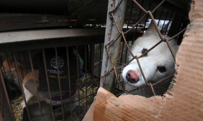 Dog Meat Served in South Korean Restaurants Despite Government Pressure Ahead of Olympics