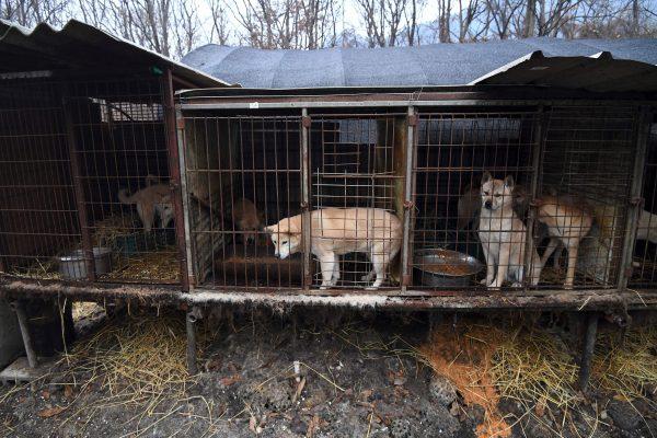 Dogs in cages at a dog farm during a rescue event, involving the closure of the farm organized by Humane Society International (HSI) in Namyangju on the outskirts of Seoul on Nov. 28, 2017. (Jung Yeon-Je/AFP/Getty Images)