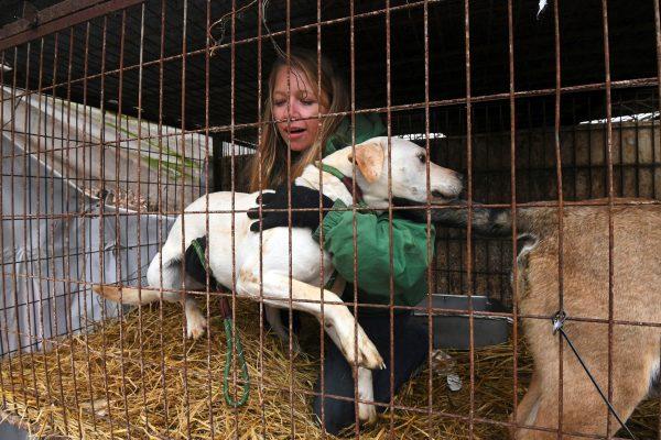 Lola Webber of Humane Society International (HSI) with a dog in a cage at a dog farm during a rescue event, involving the closure of the farm organized by HSI in Namyangju on the outskirts of Seoul on Nov. 28, 2017. (Jung Yeon-Je/AFP/Getty Images)