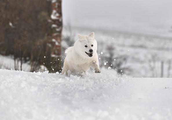 Roxy, a Japanese Akita plays in the snow on Jan. 17, 2018, in Belfast, Northern Ireland. (Charles McQuillan/Getty Images)