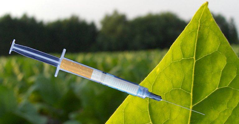 Smokin’ New Technology to Produce Flu Vaccines