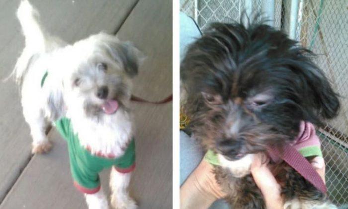 Dogs Rescued From California ‘House of Horrors’ House Get New Home