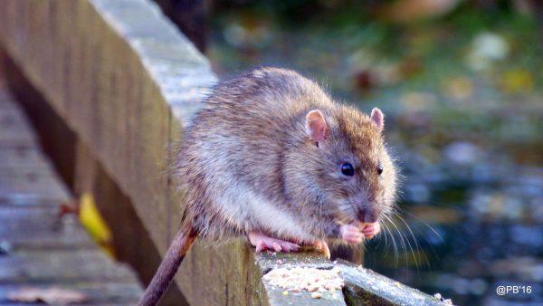 A brown rat. (Pete Beard/Flickr CC BY 2.0)
