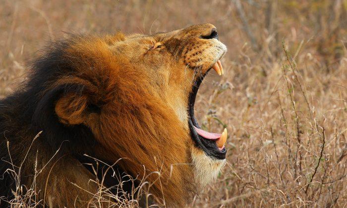 Big Cat Poacher Is Killed and Eaten by the Pride of Lions He Was Hunting in South Africa