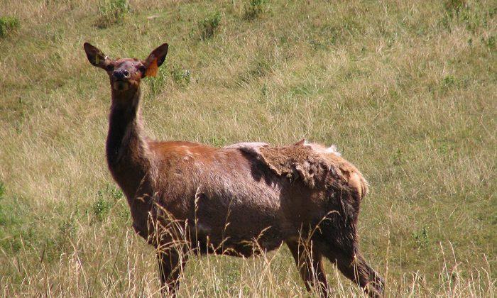 Elk Leaps Up, Brings Down Utah Wildlife Management Helicopter