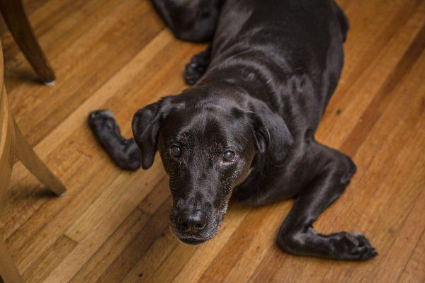 The family dog, Otis, resting in the dining room. (Samira Bouaou/The Epoch Times)