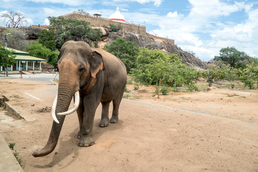 A Visit to Sri Lanka’s Yala National Park
