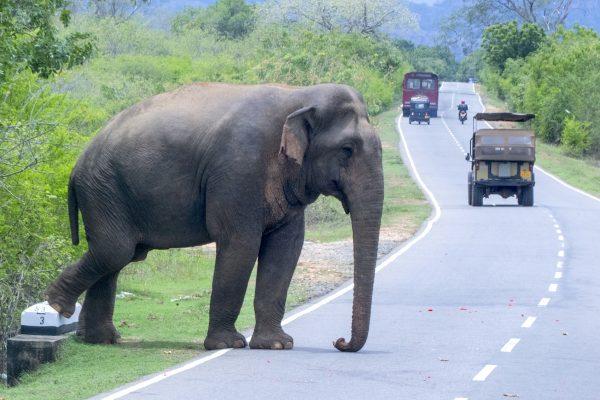 An elephant hanging out by the road looking for food. (Mohammad Reza Amirinia)