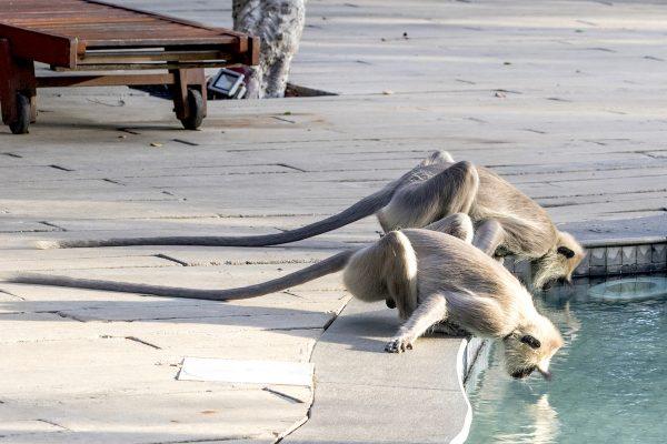 Thirsty monkeys drinking from the swimming pool at the Cinnamon Wild Yala hotel. (Mohammad Reza Amirinia)