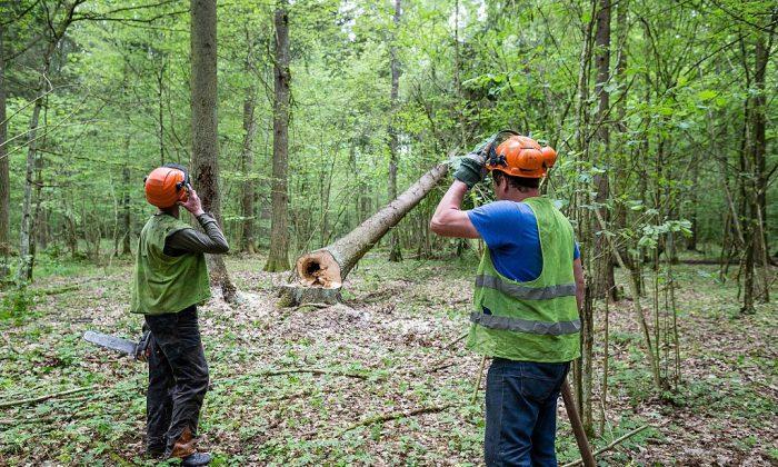 Forest workers look at a cut-down spruce tree attacked by woodworm in Bialowieza Forest on May 31, 2016 near Bialowieza. (Wojtek Radwanskia/AFP/Getty Images)