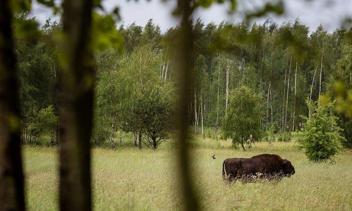 European bison (wisent), the symbol of Bialowieza forest is pictured in Bialowieza Forest on May 31, 2016, near Bialowieza.<br/>(Wojtek Radwanskia/AFP/Getty Images)