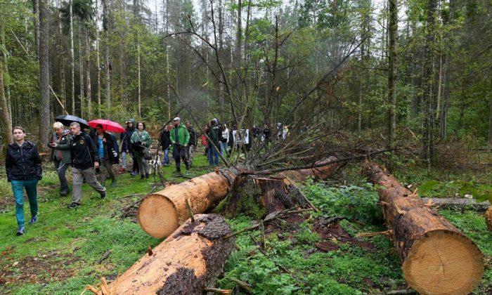 Protesters attend a protest against the cutting of trees in the Bialowieza Forest in Stara Bialowieza, Poland, on August 13, 2017. (Janek Skarzynskia/AFP/Getty Images)