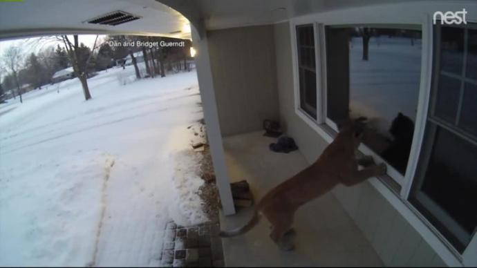 Video Shows Cougar Prowling Outside Wisconsin Home