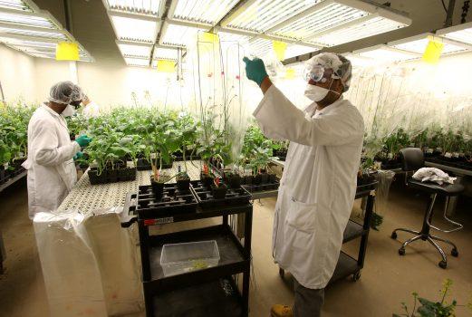 Research technicians working on the development of clubroot-resistant canola bag plants to control pollen at Monsanto Canada's plant breeding centre in Winnipeg on Feb. 12, 2018. (Reuters/Shannon VanRaes)