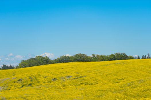 Canola fields in Canada are under threat from clubroot, which has been problematic in Europe for a longer period of time (Martin Benetti/AFP/Getty Images)