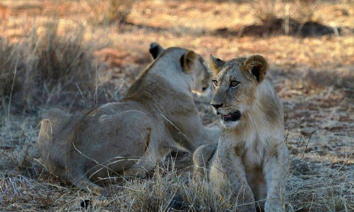 Terrifying Footage Shows Lions Charge at Car With 2 Children Inside