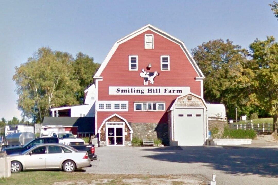 Pregnant Goat Shot Dead at Trendy Goat Yoga Farm