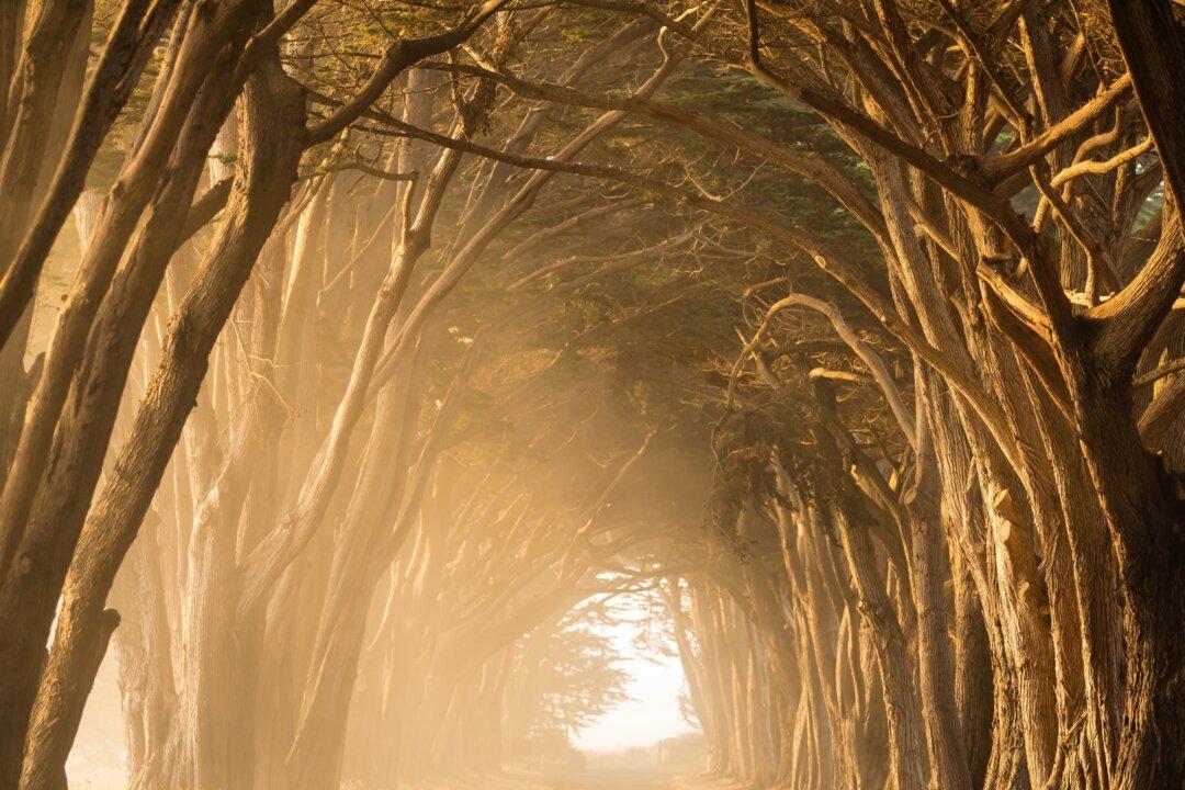 The Roots of Resilience