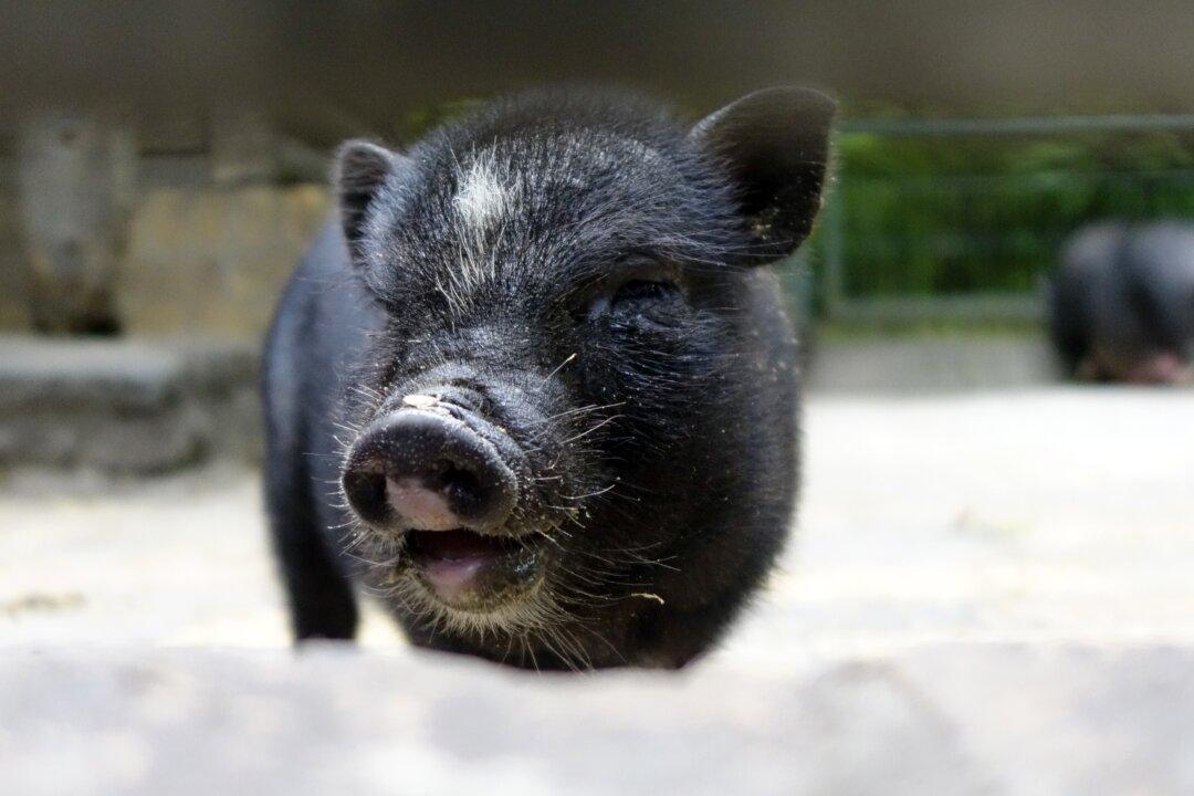 Animal Shelter Horrified After Adopted Pig Gets Eaten