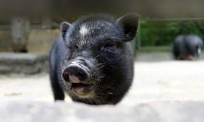 Animal Shelter Horrified After Adopted Pig Gets Eaten