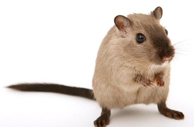 Mother Discovers Decomposing Mouse Sewn Inside Her Daughter’s School Uniform