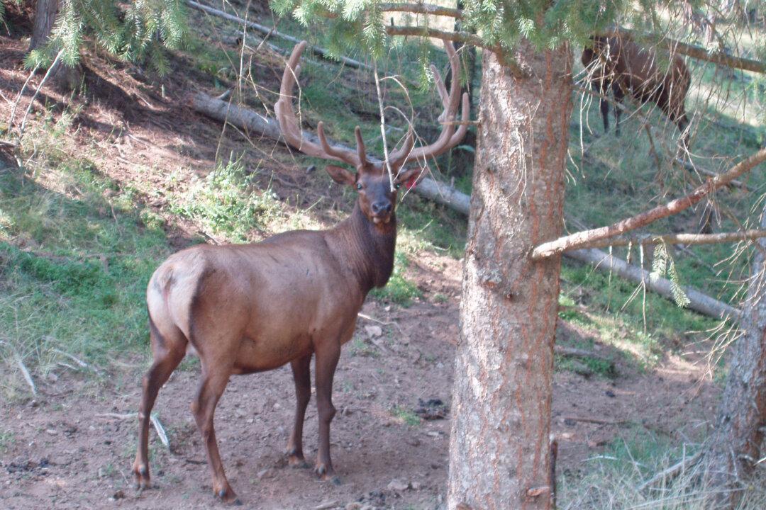 Traditional Eastern Medicine Meets Western Empirical Science in Advanced Deer Antler Stem Cell Applications