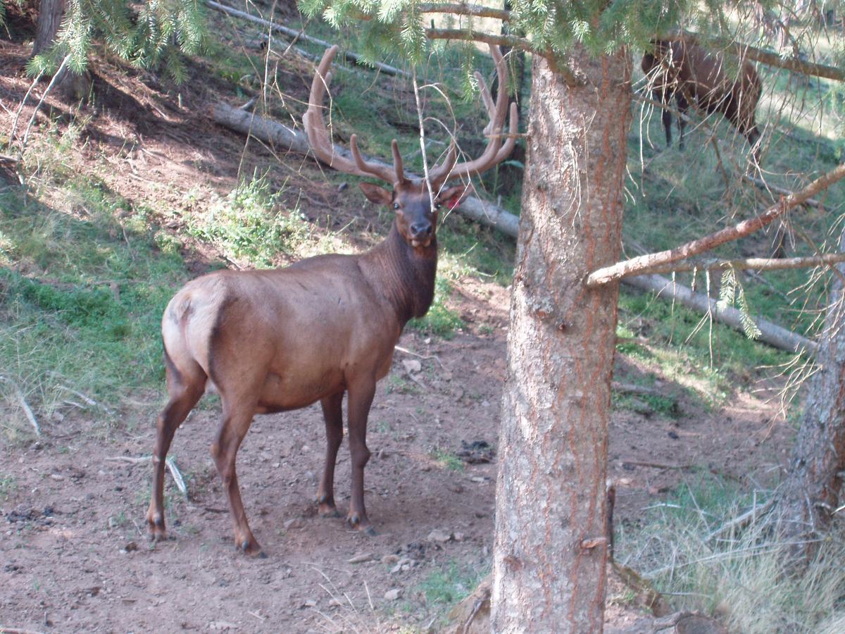 Traditional Eastern Medicine Meets Western Empirical Science in Advanced Deer Antler Stem Cell Applications
