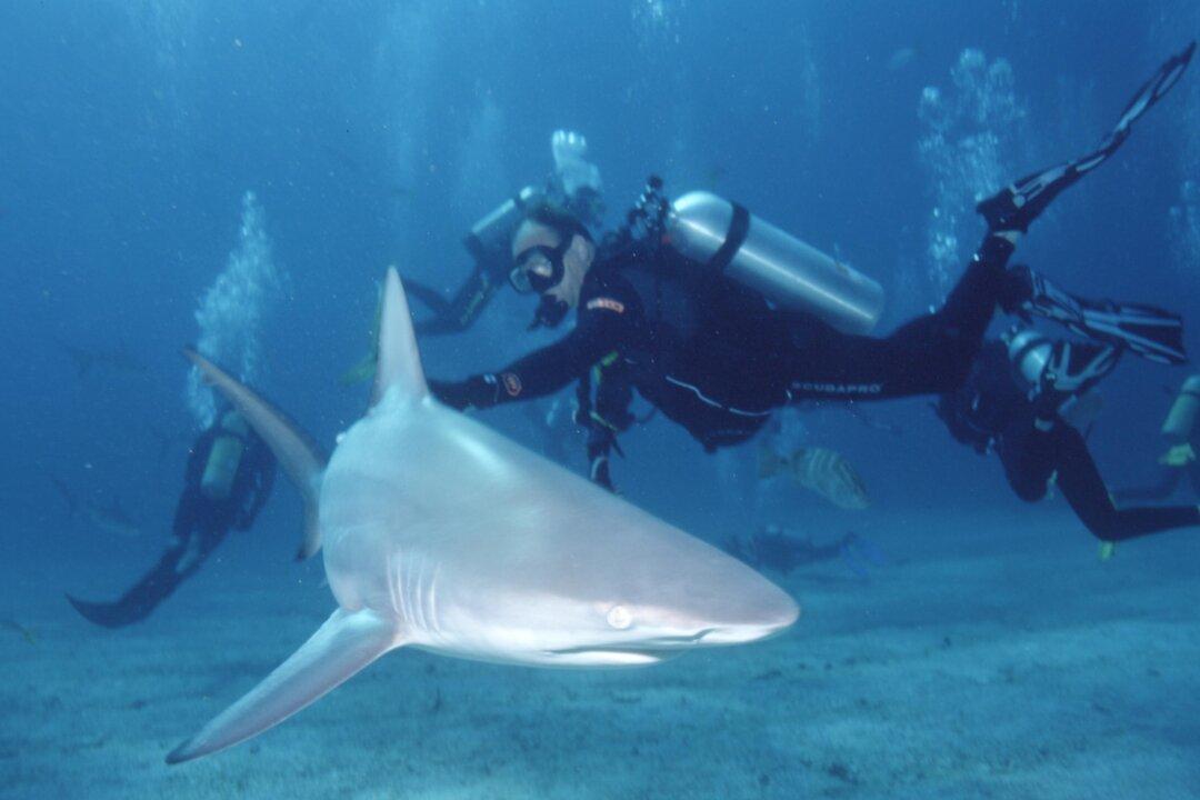 Family of 21-Year-Old Woman Killed by Sharks Speaks Out: ‘No One Jumped In’