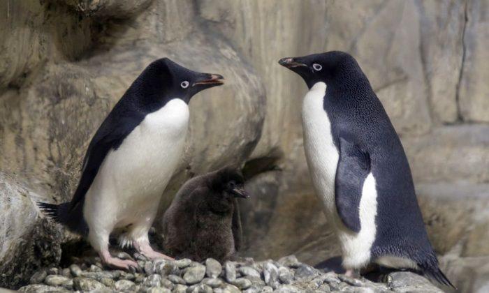 Scientist Discover Mega-Colony of 1.5 Million Penguins Hidden in Antarctica