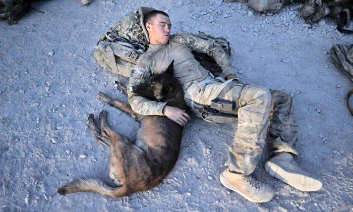 Army Dogs Mishandled After Coming Home From Afghanistan, Pentagon Report Says