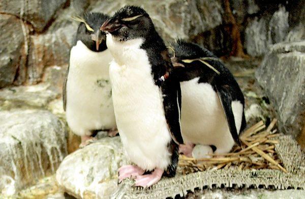 Resident penguins of Osaka Aquarium Kaiyukan. (Benjamin Yong)