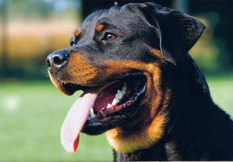 A rottweiler. (Caronna/Wikipedia Commons)