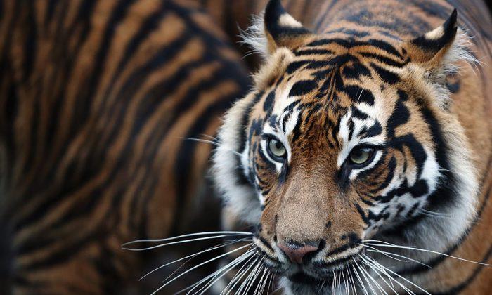 Indonesian Villagers Killed Rare Tiger Because They Believed It Was a Shapeshifter