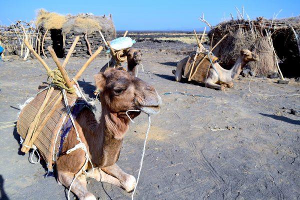 Camels prepare to be loaded with supplies in front of basecamp huts, constructed with lava stone and thatched roofs. (Giannella M. Garrett)