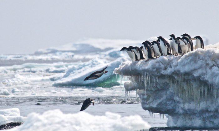 Penguin Mega-Colony Discovered Using Satellites and Drones, Raising Scientists’ Hopes