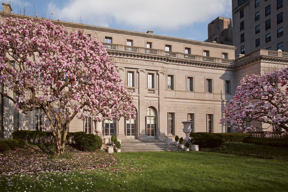 Magnolias in bloom at The Frick Collection in New York, on April 22, 2015. (The Frick Collection)