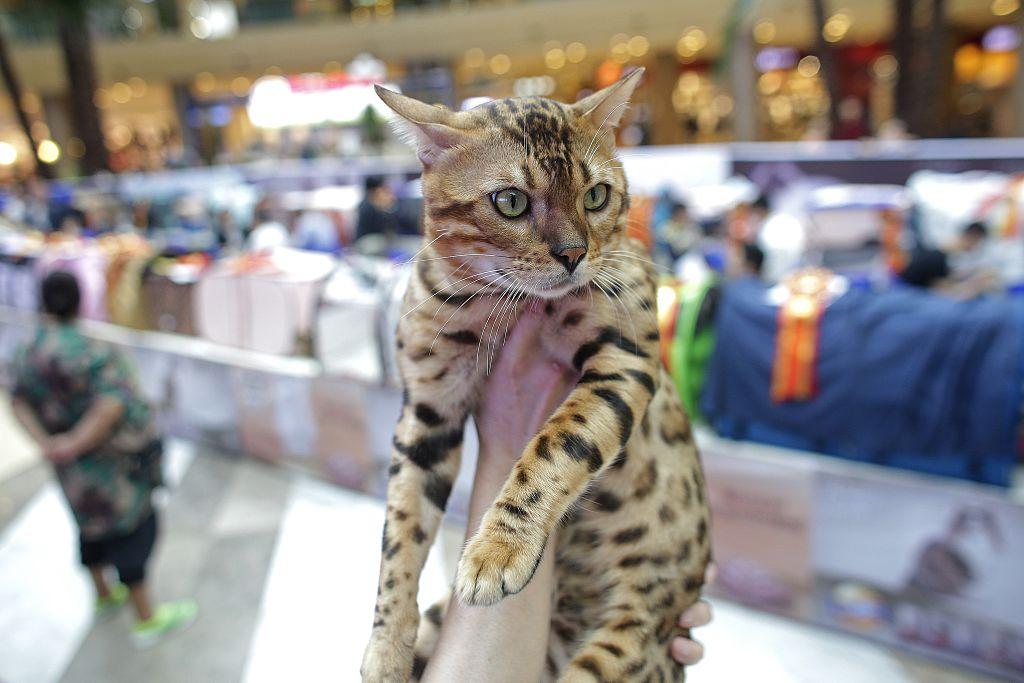A Leopard cat during the 5th TICA international cat show at the Aoshan Shiji Plaza on Oct. 22, 2016 in Wuhan, Hubei province, China. (Wang He/Getty Images)