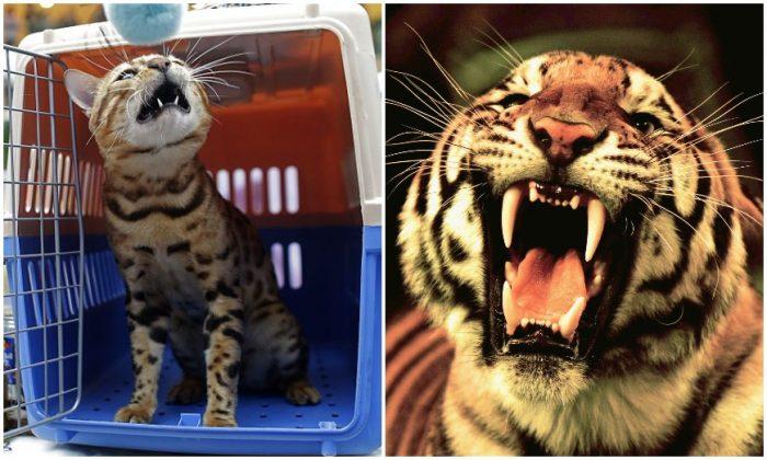 Couple Suffer Shock After Sighting What They Think Is a Tiger in Hong Kong