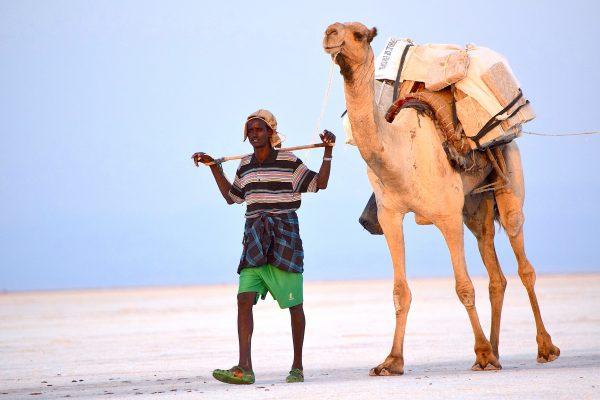 Camel caravans continue to carry slabs of salt to market, a week's journey in searing temperatures, across the salt flats of the Danakil Depression as they have for 2,000 years. (Giannella M. Garrett)