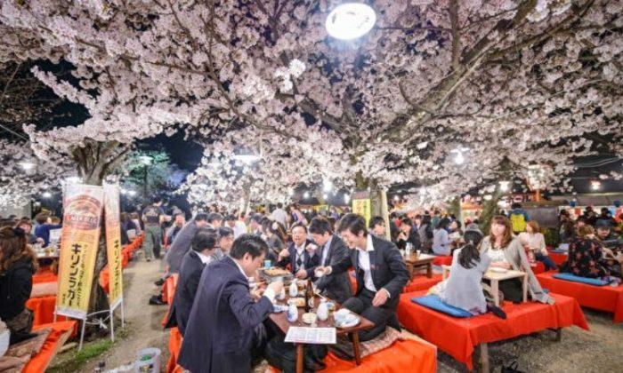 Celebrating spring with cherry blossoms isn’t just about the flowers—it’s also what you’re drinking