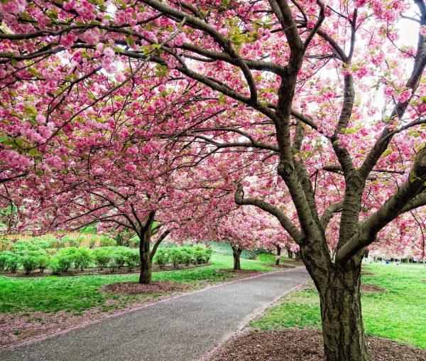 Brilliant pink Kanzan cherry trees line the Cherry Esplanade.<br/>(Antonio M. Rosario/Brooklyn Botanic Garden)