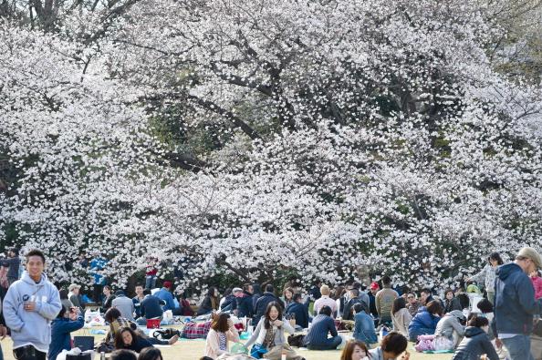 Japan bursts into bloom as people gather to participate in "hanami," the tradition of "flower viewing," admiring the cherry blossoms and going on picnics under the trees. (Keith Tsuji/Getty Images)