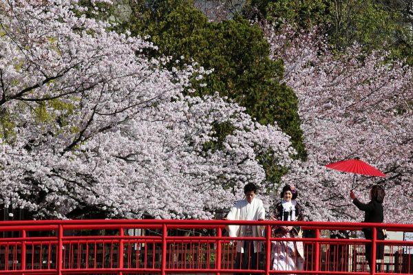 In this season of renewal and new beginnings, a newly married Japanese couple enjoys the cherry blossoms in full bloom. (Buddhika Weerasinghe/Getty Images)