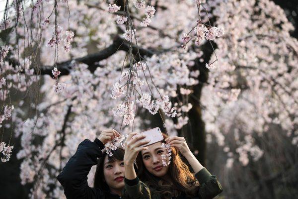 Public parks swell with visitors—and cameras—trying to capture the short-lived blossoms. (Behrouz Mehri/AFP/Getty Images)