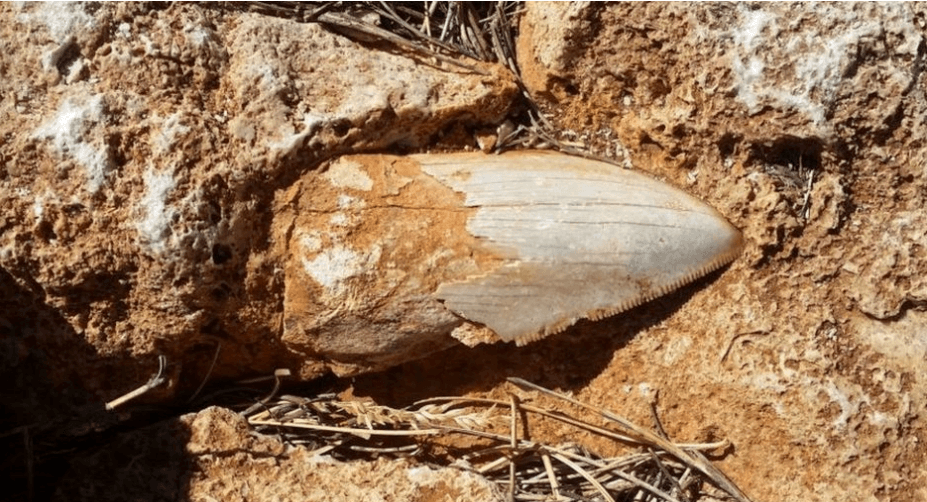 The location of the fossilized tooth in the Cape Range National Park was undisclosed to the general public. (Western Australia Government)