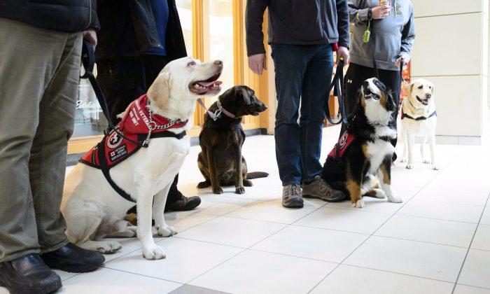 Vets With PTSD Welcome Feds Promise of Tax Credit for Service Dogs